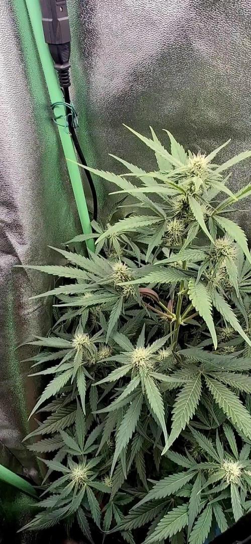 Sticky Orange XXL - Sensi Seeds