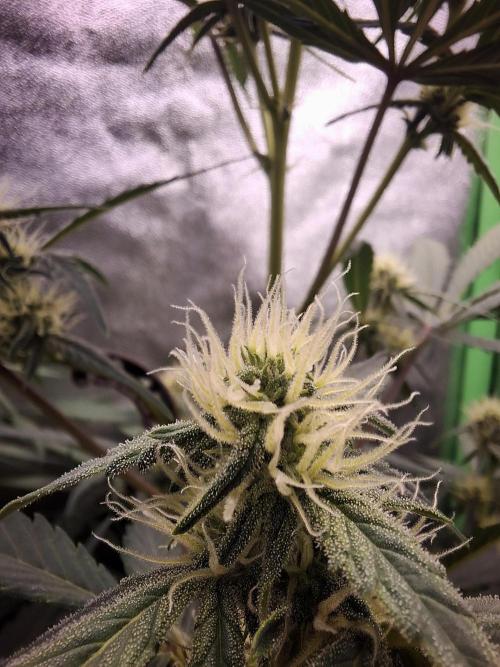 Sticky Orange XXL - Sensi Seeds. Week 5