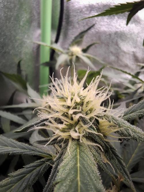 Sticky Orange XXL - Sensi Seeds. Week 5
