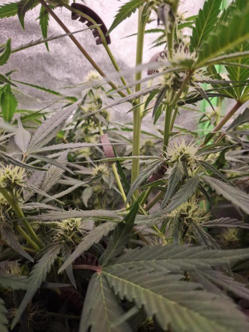 Sticky Orange XXL - Sensi Seeds. Week 5