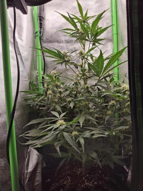 Sticky Orange XXL - Sensi Seeds. Week 5