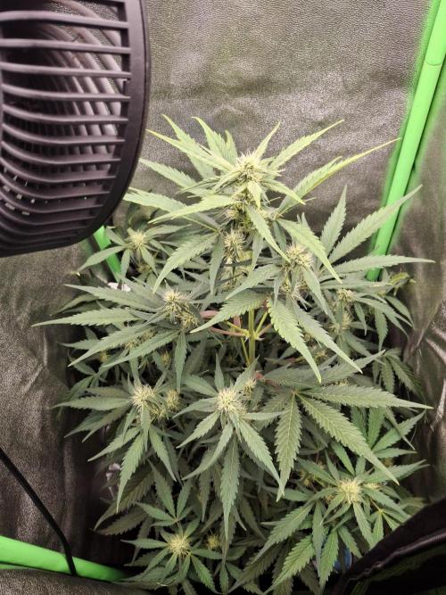 Sticky Orange XXL - Sensi Seeds. Week 5