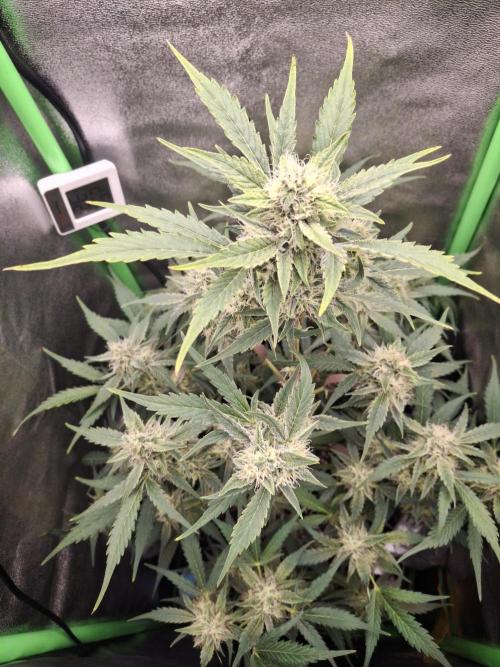 Sticky Orange XXL - Sensi Seeds. Week 6