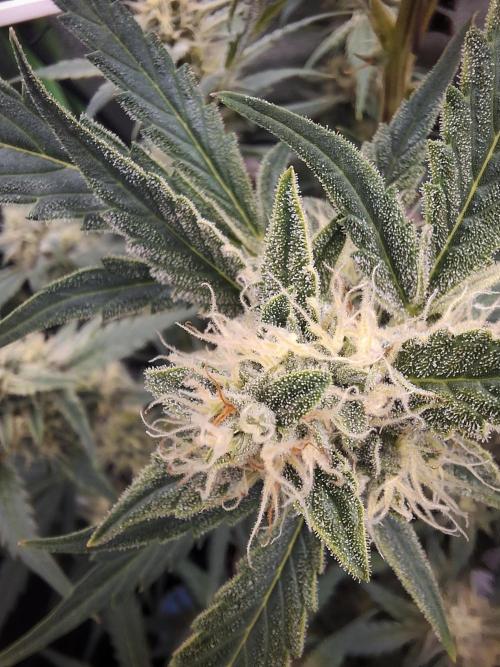 Sticky Orange XXL - Sensi Seeds. Week 6