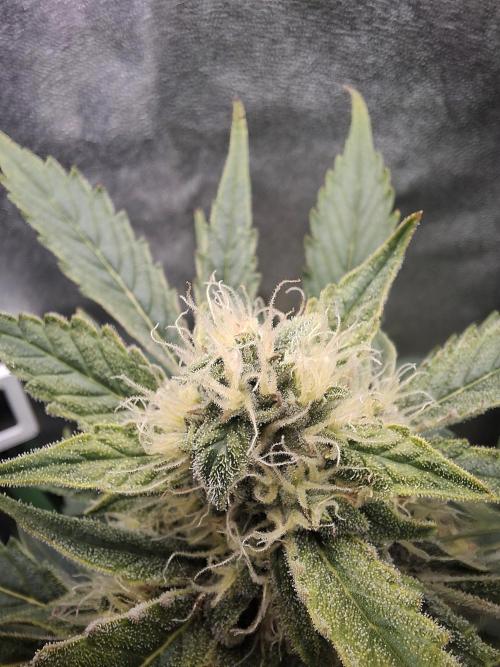 Sticky Orange XXL - Sensi Seeds. Week 6