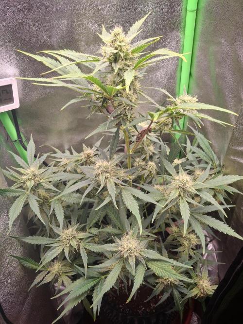 Sticky Orange XXL - Sensi Seeds. Week 6