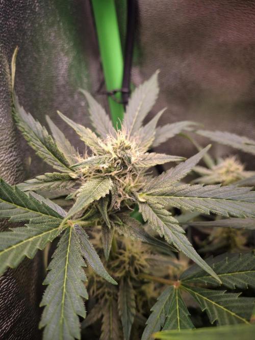 Sticky Orange XXL - Sensi Seeds. Week 6