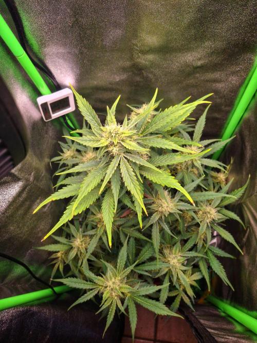 Sticky Orange XXL - Sensi Seeds. Week 6