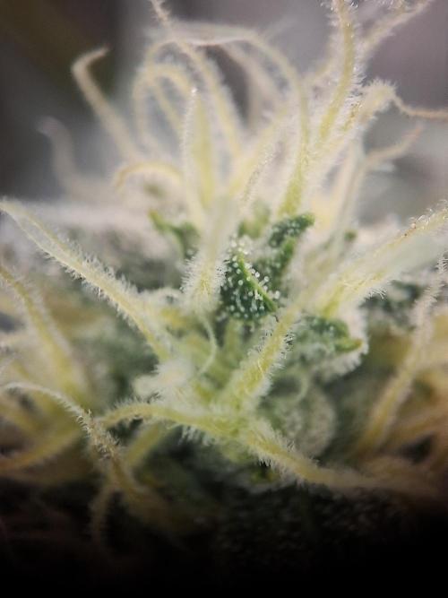 Sticky Orange XXL - Sensi Seeds. Week 6