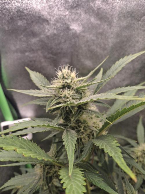 Sticky Orange XXL - Sensi Seeds. Week 6