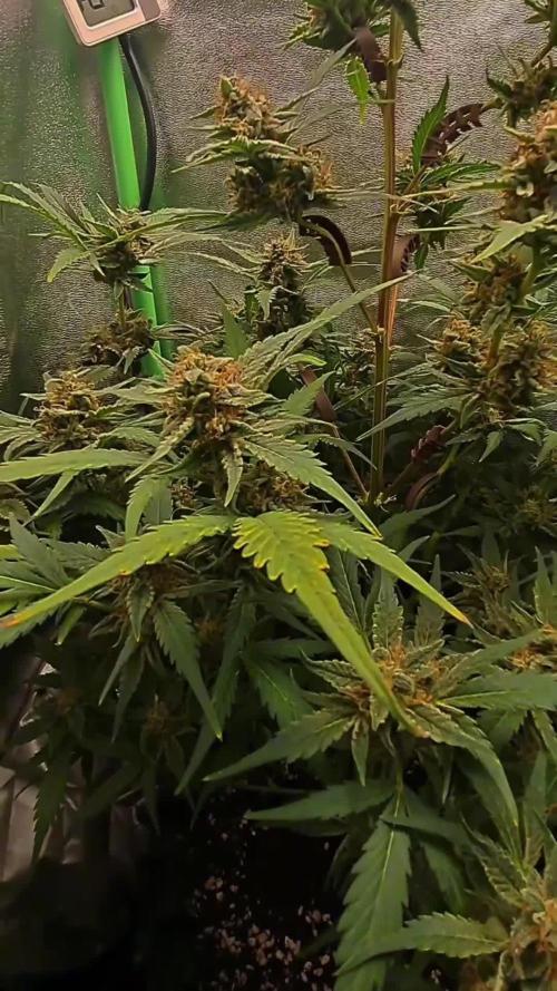 Sticky Orange XXL - Sensi Seeds
