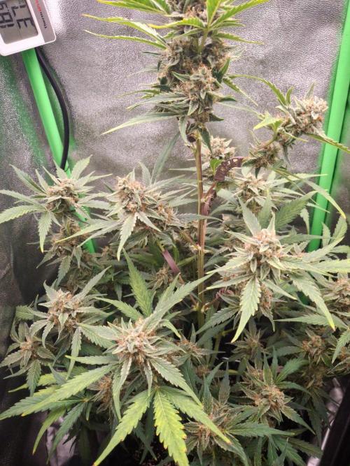 Sticky Orange XXL - Sensi Seeds. Week 7
