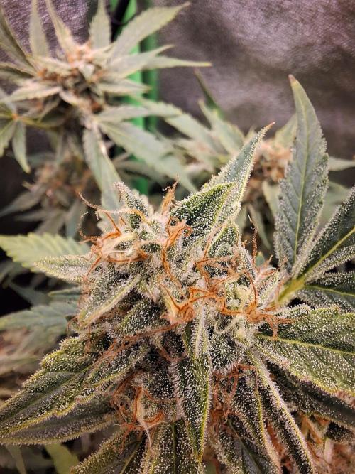 Sticky Orange XXL - Sensi Seeds. Week 7