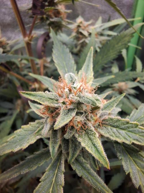Sticky Orange XXL - Sensi Seeds. Week 7