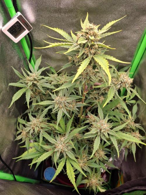 Sticky Orange XXL - Sensi Seeds. Week 7