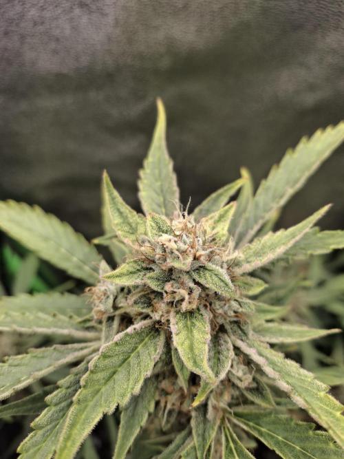Sticky Orange XXL - Sensi Seeds. Week 7