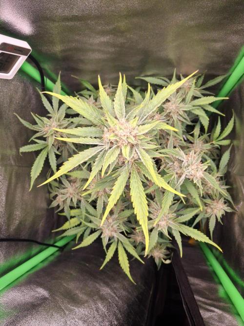 Sticky Orange XXL - Sensi Seeds. Week 7