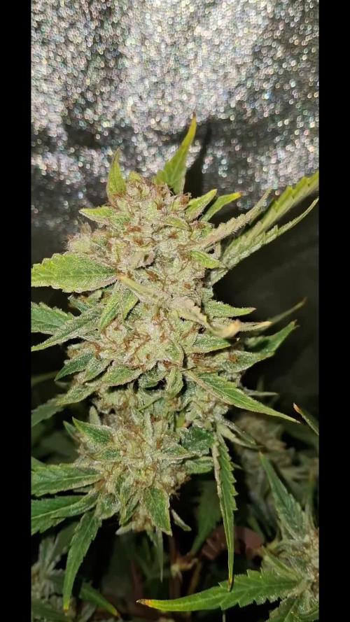 Sticky Orange XXL - Sensi Seeds