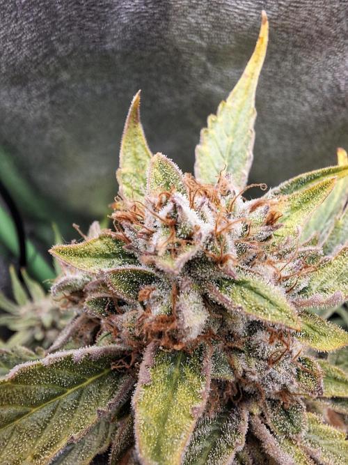 Sticky Orange XXL - Sensi Seeds. Week 8