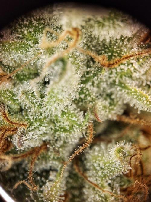 Sticky Orange XXL - Sensi Seeds. Week 8