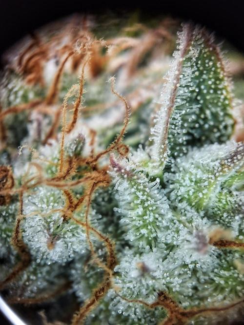 Sticky Orange XXL - Sensi Seeds. Week 8