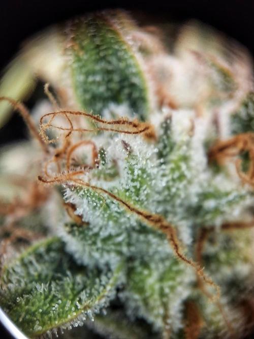 Sticky Orange XXL - Sensi Seeds. Week 8
