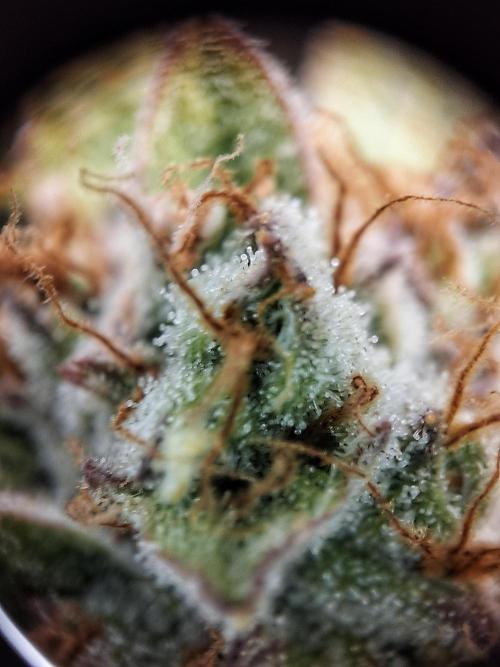 Sticky Orange XXL - Sensi Seeds. Week 8