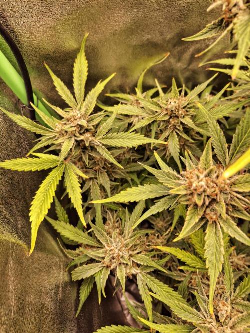 Sticky Orange XXL - Sensi Seeds. Week 8