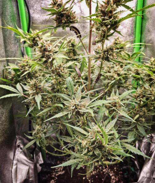 Sticky Orange XXL - Sensi Seeds. Week 8
