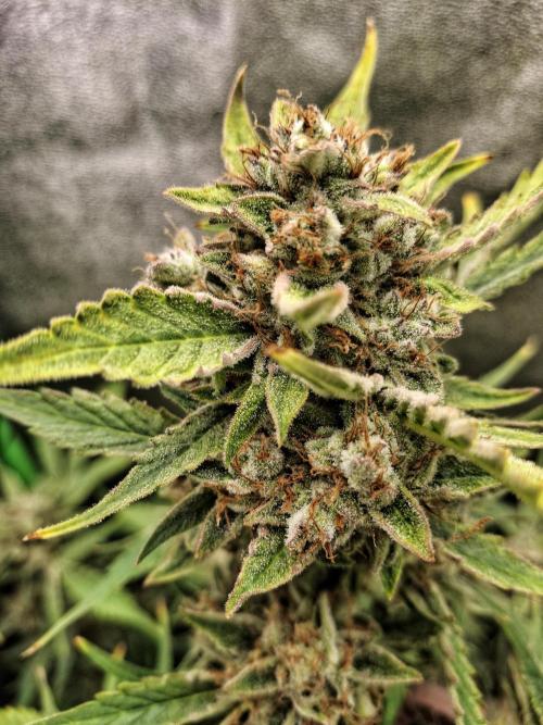 Sticky Orange XXL - Sensi Seeds. Week 8