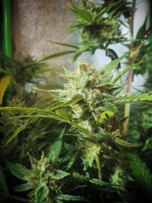 Sticky Orange XXL - Sensi Seeds. Week 9