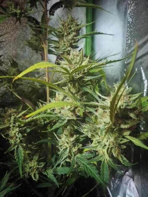 Sticky Orange XXL - Sensi Seeds. Week 9