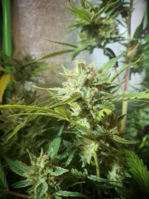 Sticky Orange XXL - Sensi Seeds. Week 9