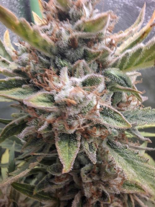 Sticky Orange XXL - Sensi Seeds. Week 9