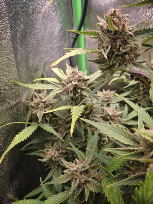 Sticky Orange XXL - Sensi Seeds. Week 9