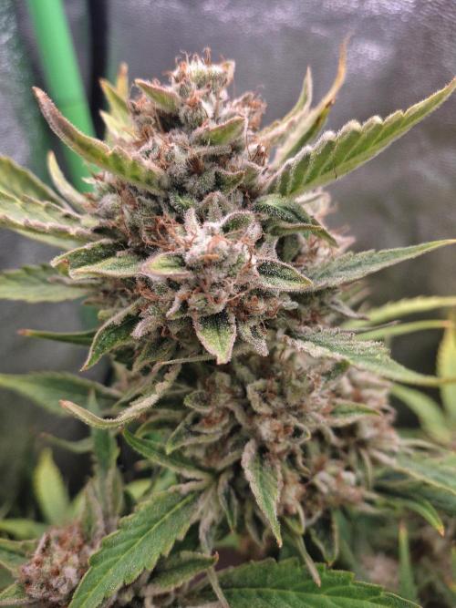 Sticky Orange XXL - Sensi Seeds. Week 9