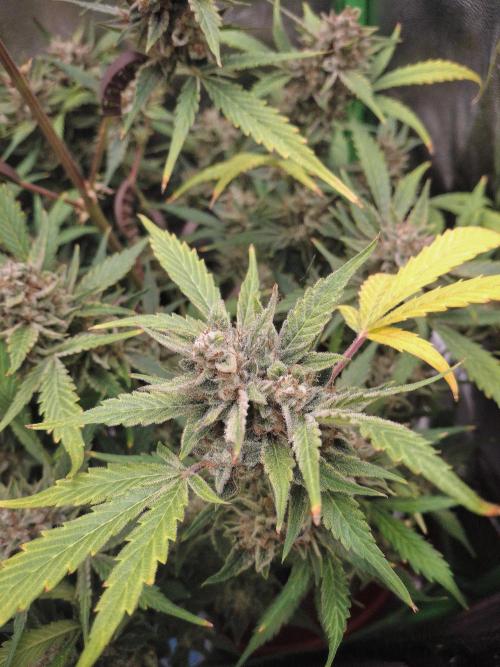 Sticky Orange XXL - Sensi Seeds. Week 9