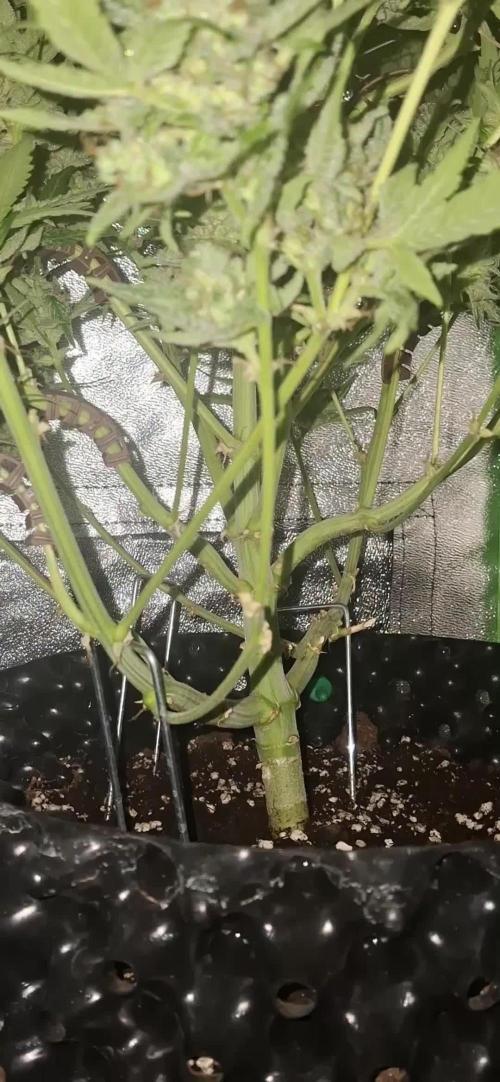Sticky Orange XXL - Sensi Seeds