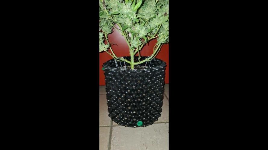 Sticky Orange XXL - Sensi Seeds