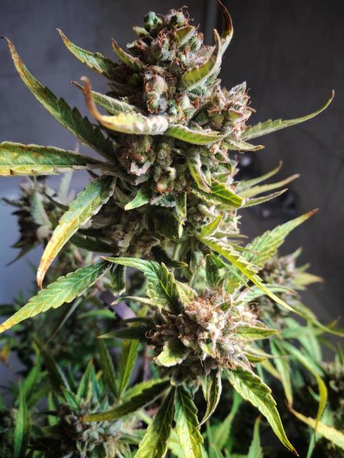 Sticky Orange XXL - Sensi Seeds. Week 10