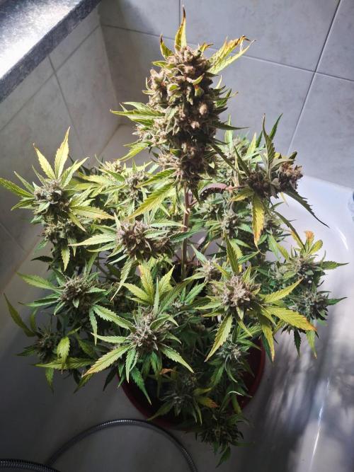 Sticky Orange XXL - Sensi Seeds. Week 10