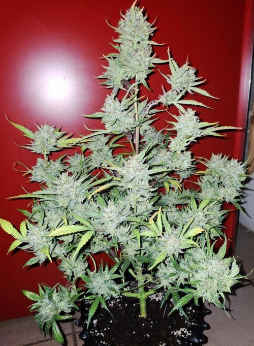 Sticky Orange XXL - Sensi Seeds. Week 10
