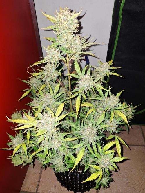 Sticky Orange XXL - Sensi Seeds. Week 10