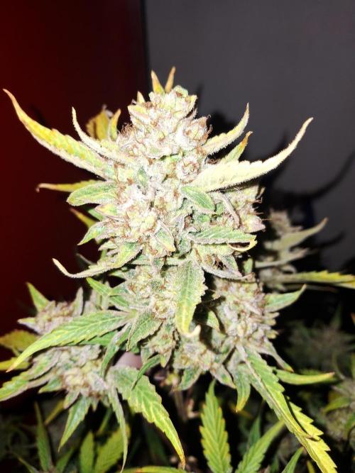 Sticky Orange XXL - Sensi Seeds. Week 10