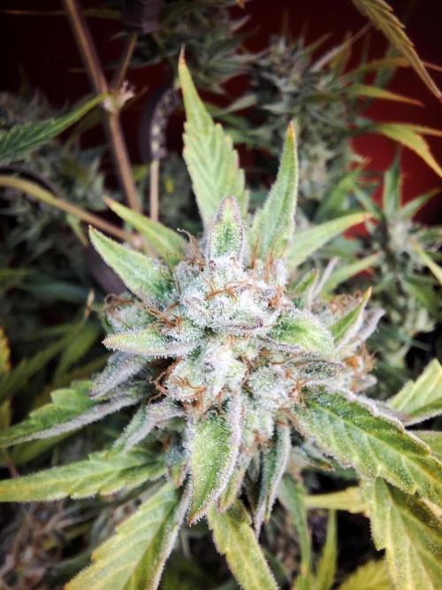 Sticky Orange XXL - Sensi Seeds. Week 10