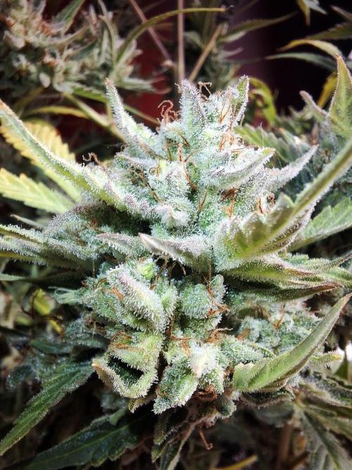 Sticky Orange XXL - Sensi Seeds. Week 10