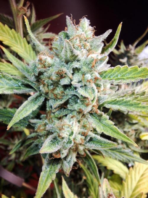 Sticky Orange XXL - Sensi Seeds. Week 10