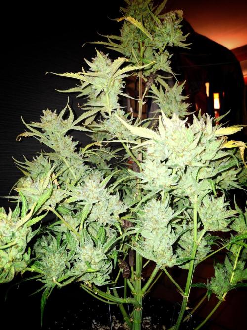 Sticky Orange XXL - Sensi Seeds. Week 11