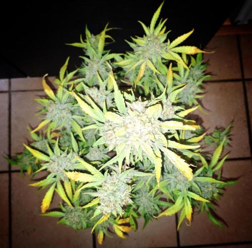 Sticky Orange XXL - Sensi Seeds. Week 11