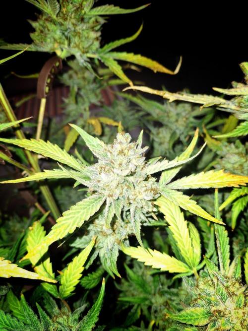 Sticky Orange XXL - Sensi Seeds. Week 11